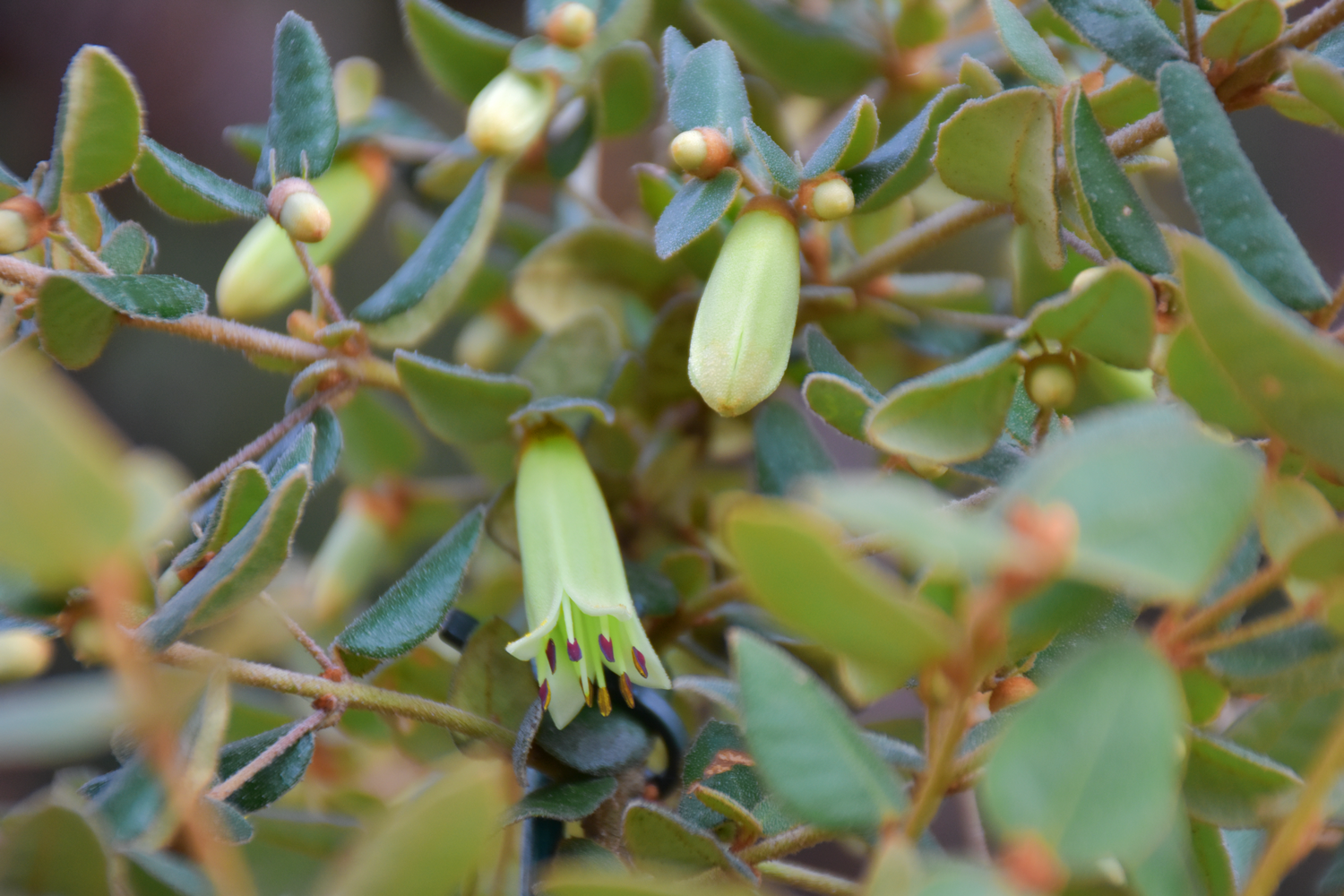 Correa reflexa Granny’s Grave