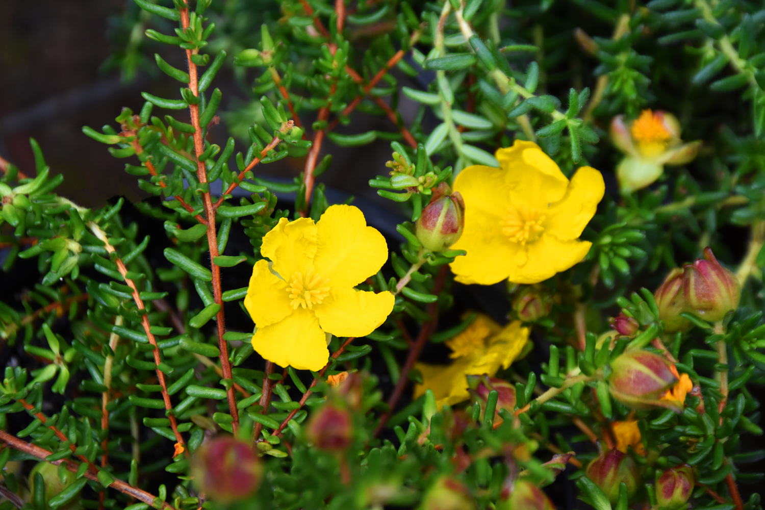 'Hairy Guinea Flower'