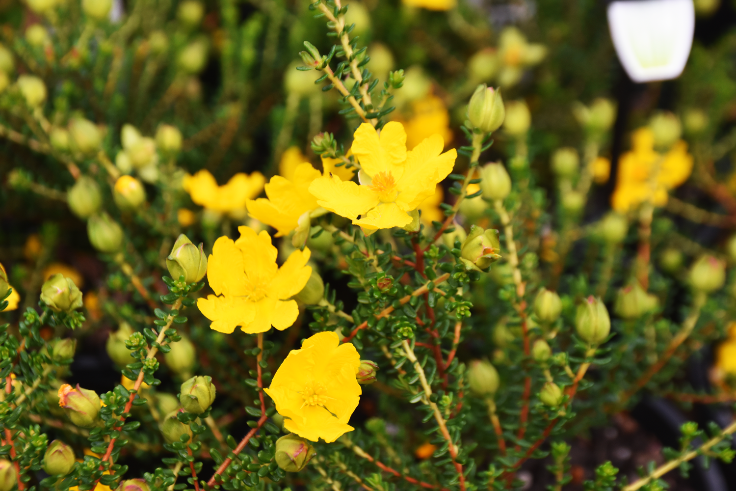 Hibbertia vestita 'Angourie Guinea Flower'