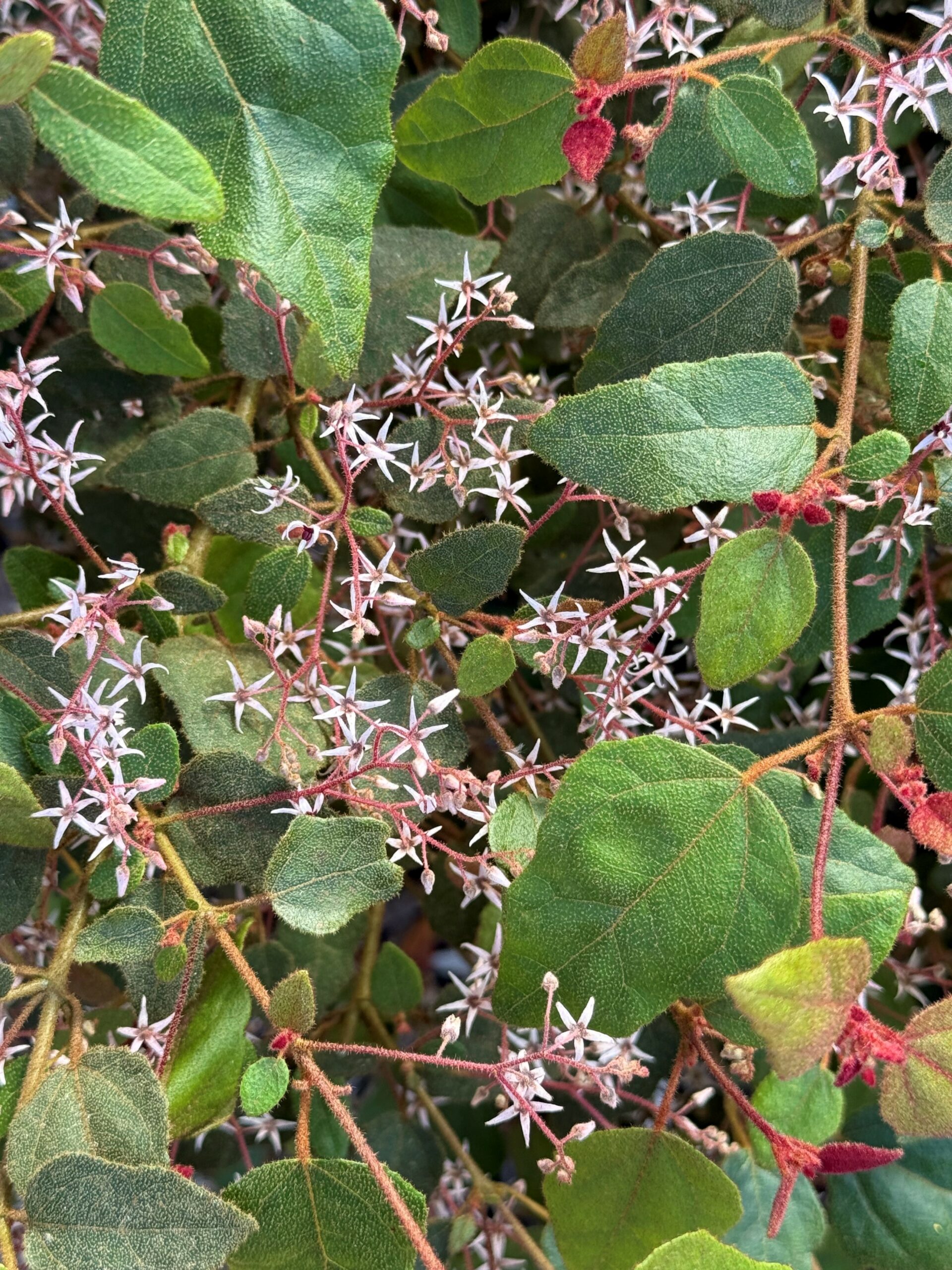Lasiopetalum floribundum 'Free Flowering Lasiopetalum'