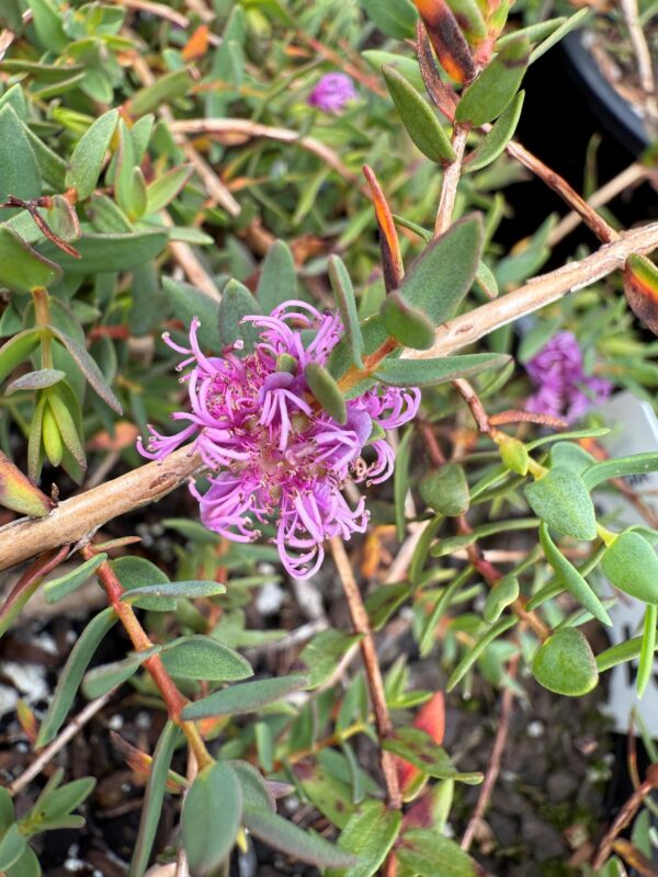 Melaleuca violacea Prostrate Form 'Prostrate Violet Paperbark'