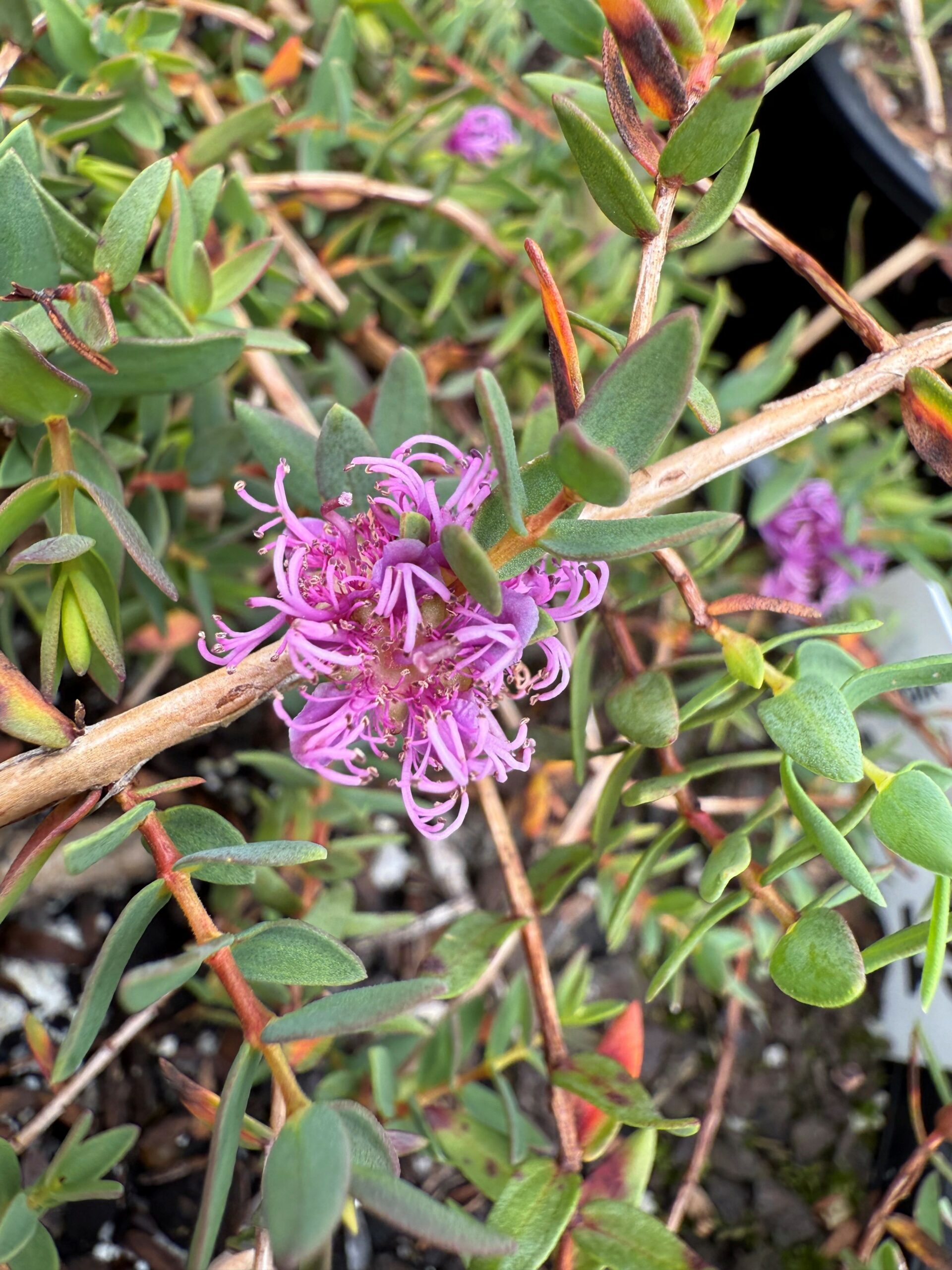 Melaleuca violacea Prostrate Form 'Prostrate Violet Paperbark'