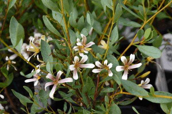 Billardiera bicolor Compact Bicolour Apple Berry