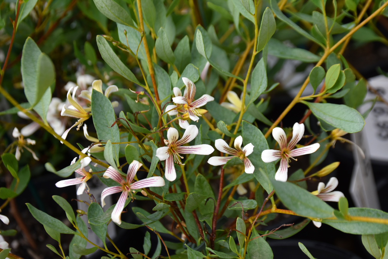 Billardiera bicolor Compact Bicolour Apple Berry
