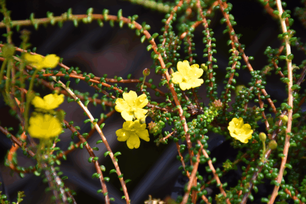 hibbertia-vestita-microphylla
