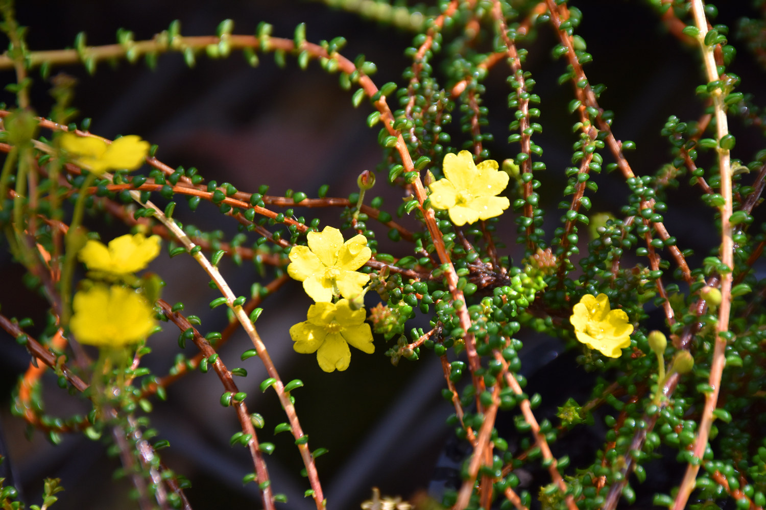 hibbertia-vestita-microphylla