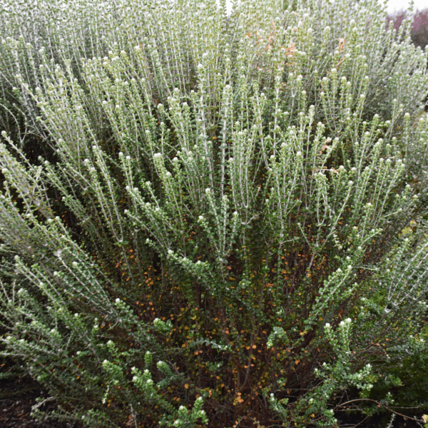 Pimelea nivea Snowy Pimelea with white clustered flowers and silvery foliage at Kuranga Native Nursery