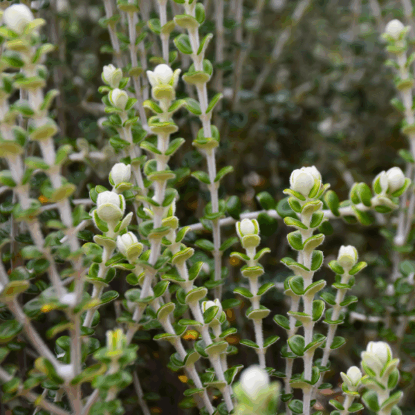 Pimelea nivea Snowy Pimelea with white clustered flowers and silvery foliage at Kuranga Native Nursery
