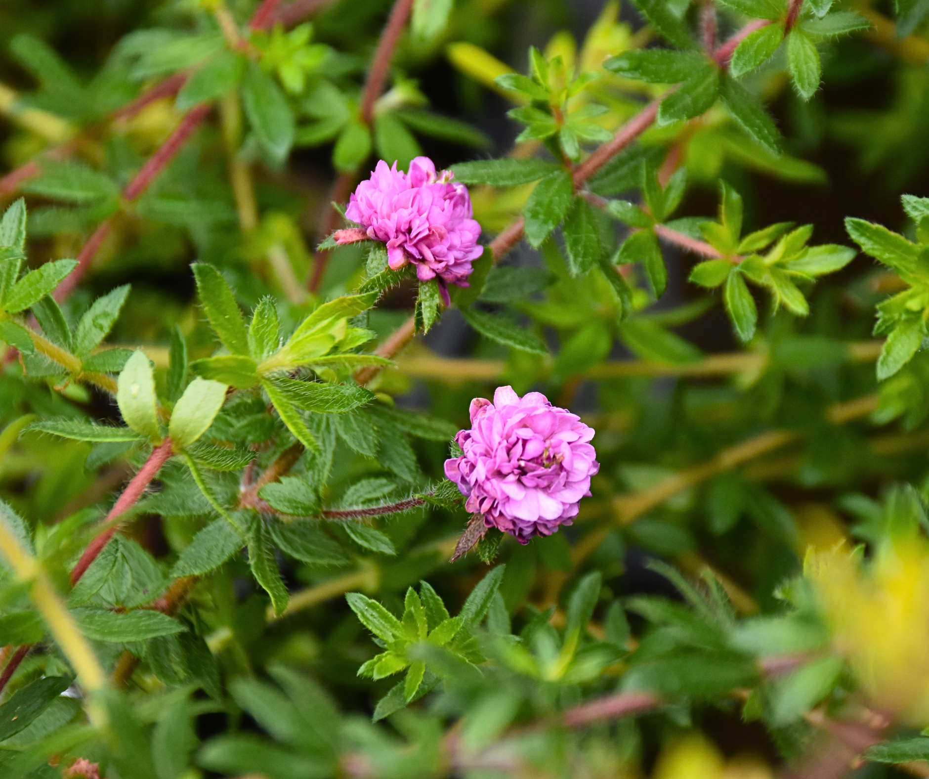 Bauera rubioides ‘Double Pink’
