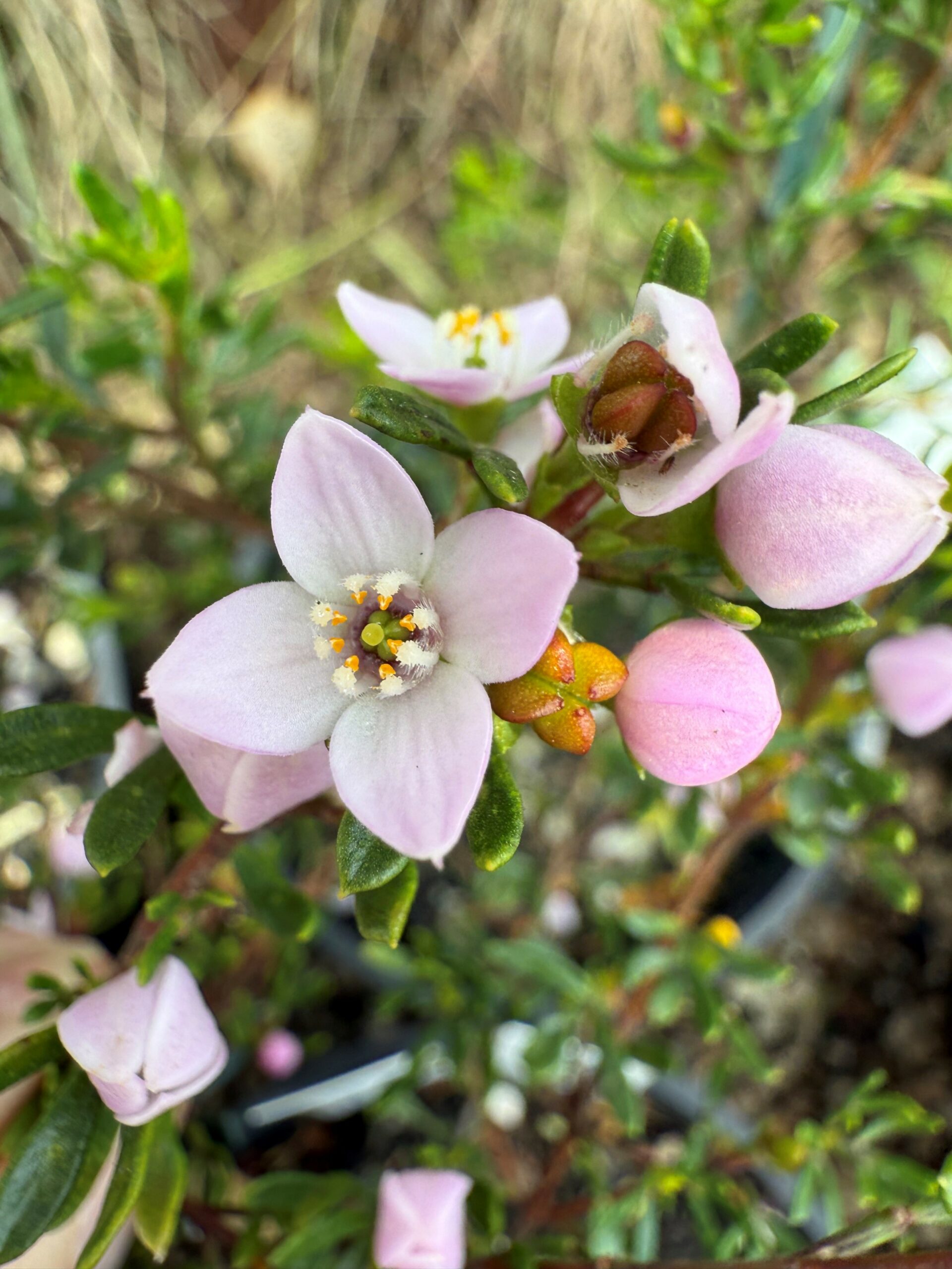 Boronia citriodora