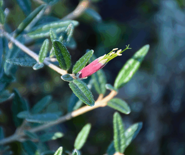 Correa decumbens 'Spreading Correa'