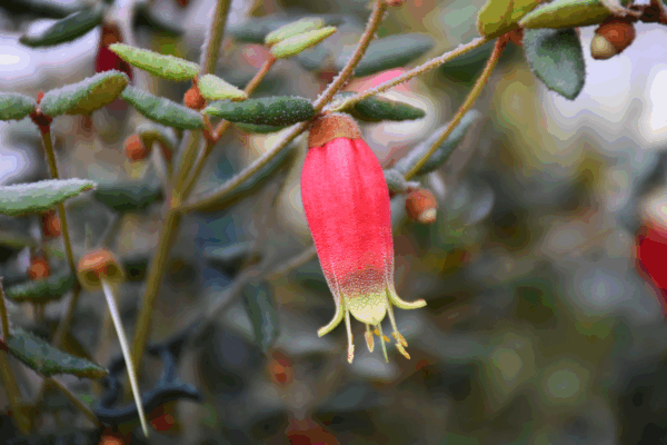 Correa reflexa 'Point Hicks'
