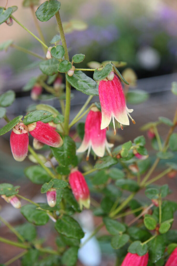 Correa reflexa 'Portland Giant'