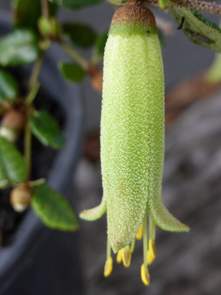 Correa reflexa 'Wine Glass Bay'