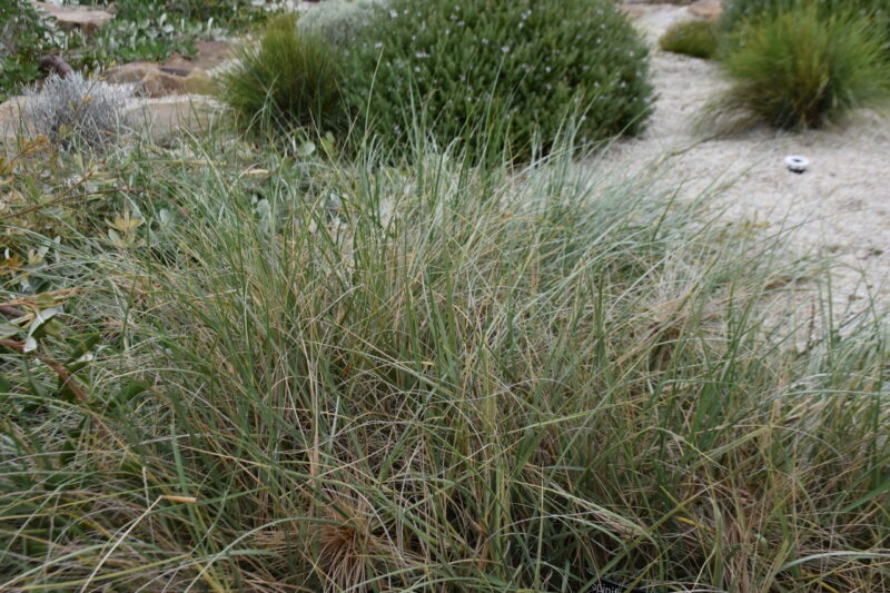 Spinifex sericeus ‘Hairy Spinifex’