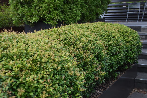 Syzygium smithii 'Allyn Magic'