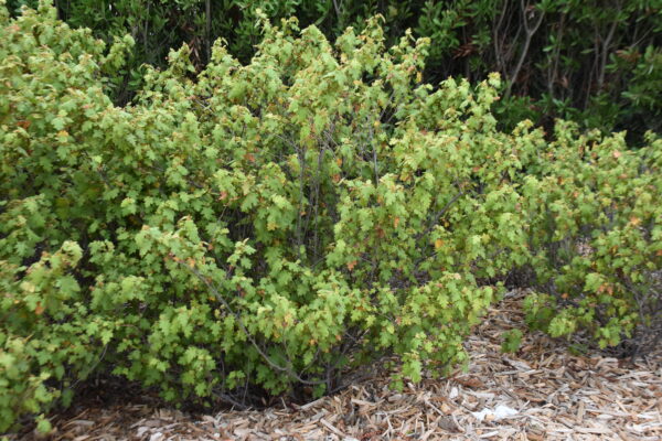 Thomasia solanacea 'Solanum-leaved Thomasia'
