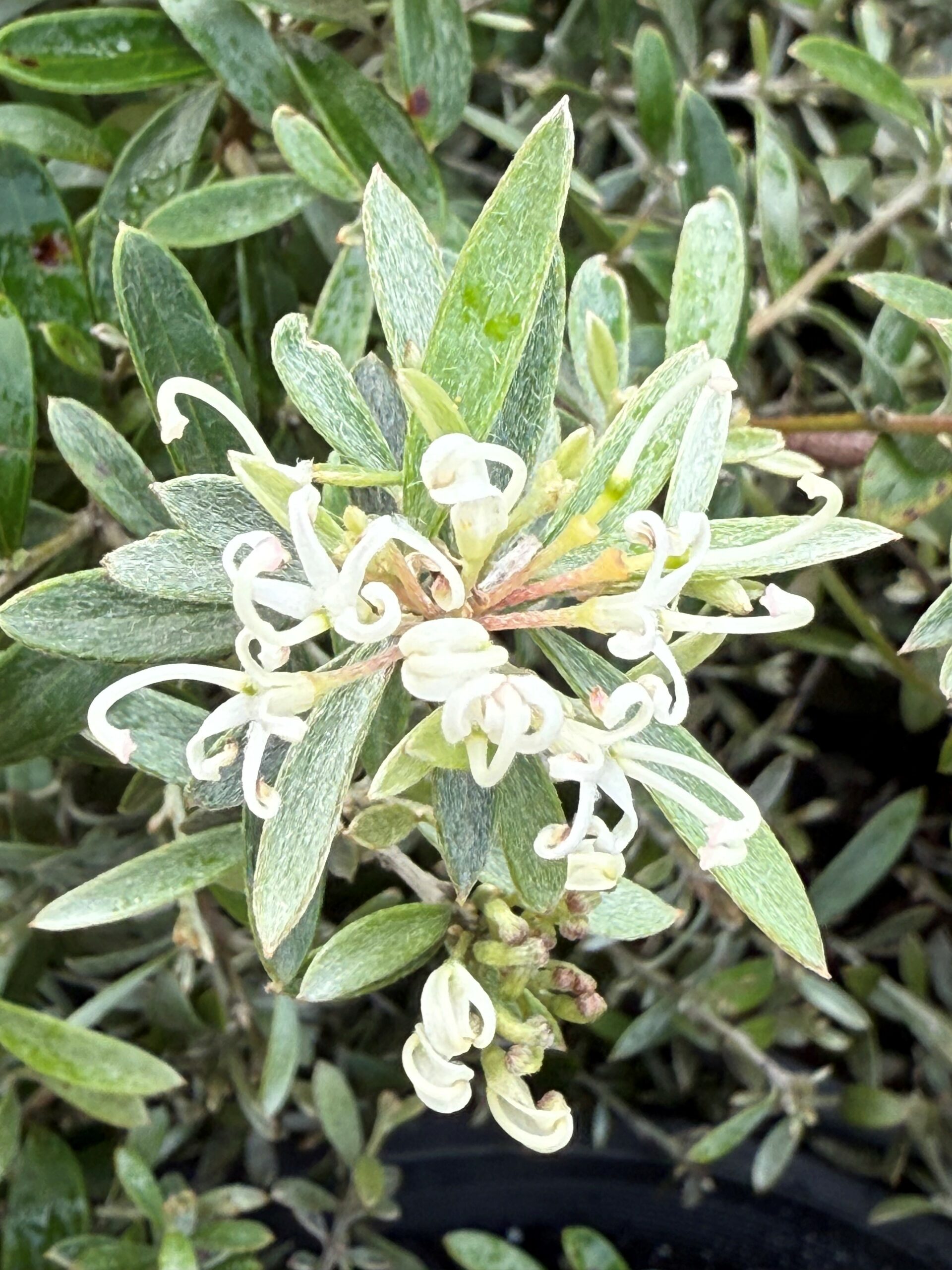 Grevillea linearifolia ‘Compact’