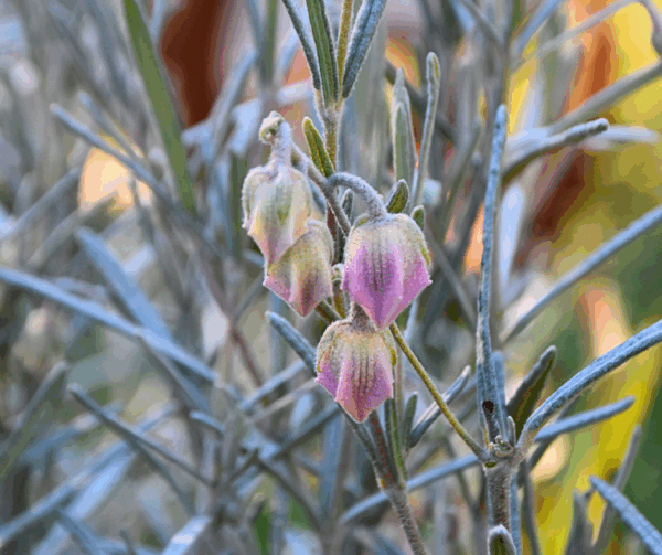 Guichenotia Large Flowered