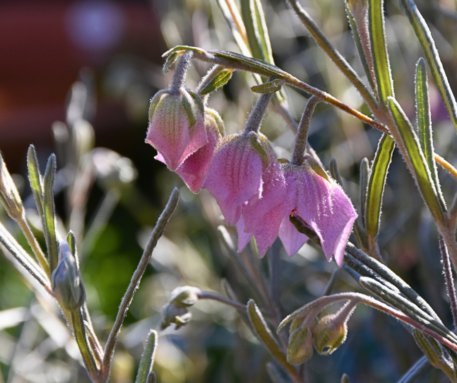 Guichenotia macrantha with large pink hibiscus-like flowers and distinctive foliage at Kuranga Native Nursery