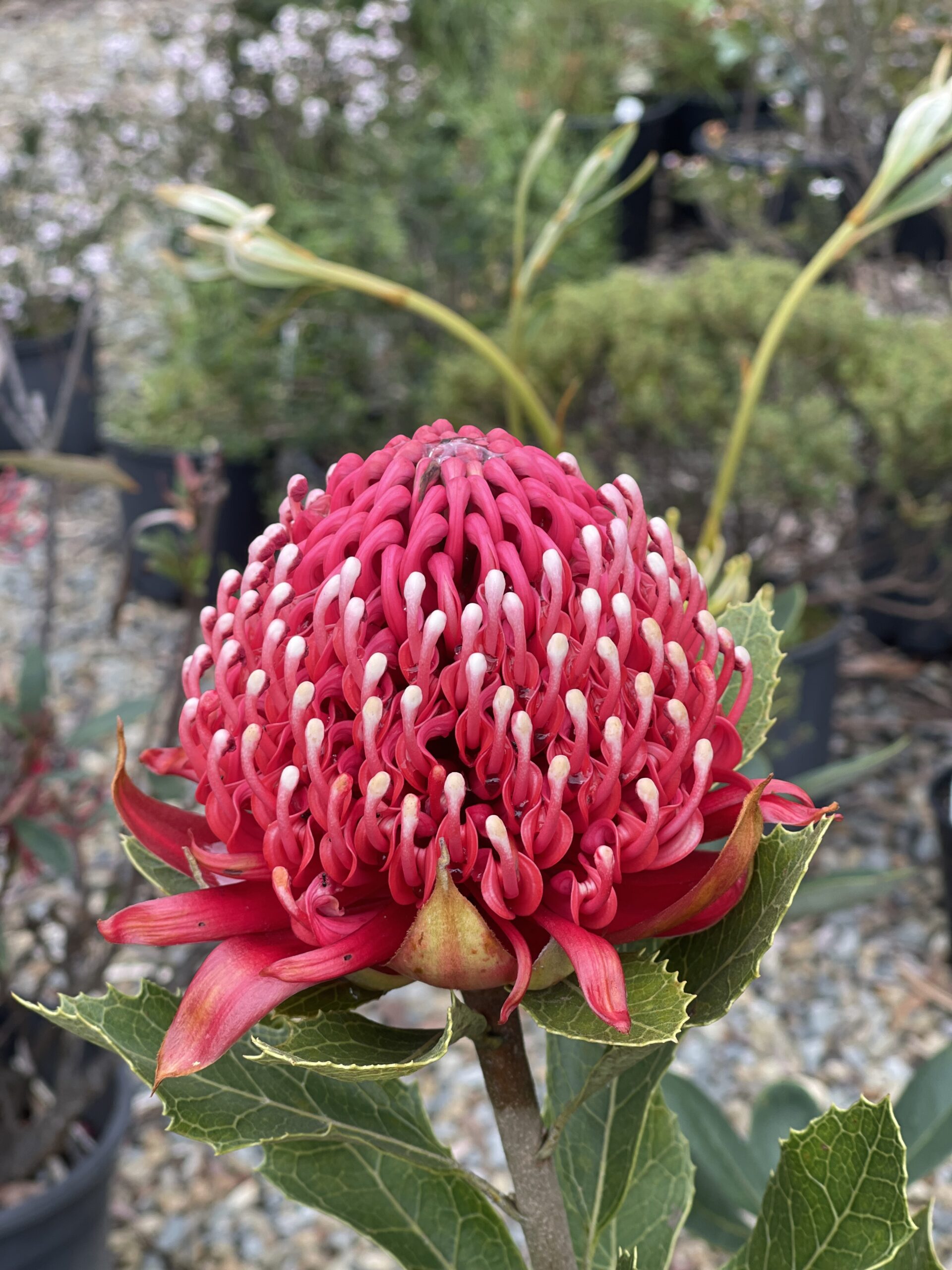 Telopea aspera ‘Gibraltar Waratah’