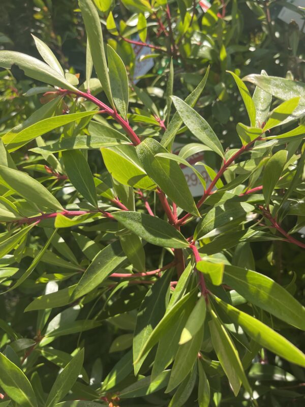 Tasmannia lanceolata (Pepperberry)