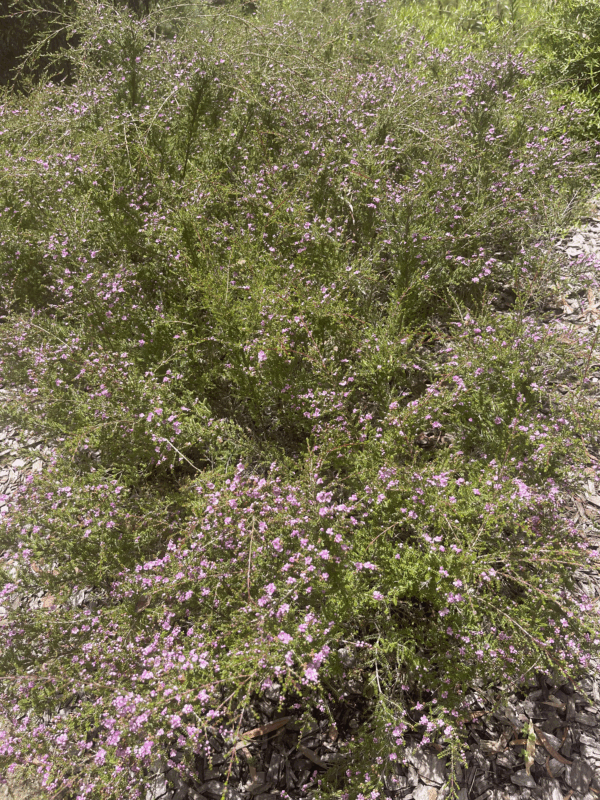 Thryptomene baeckeacea (Myrtle)