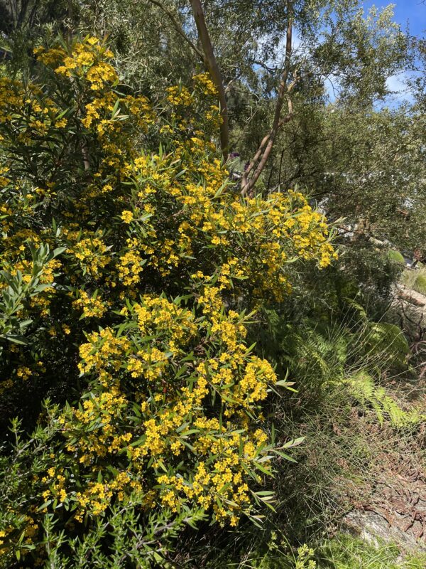 Tristaniopsis neriifolia 'Narrow-leaved Water Gum'