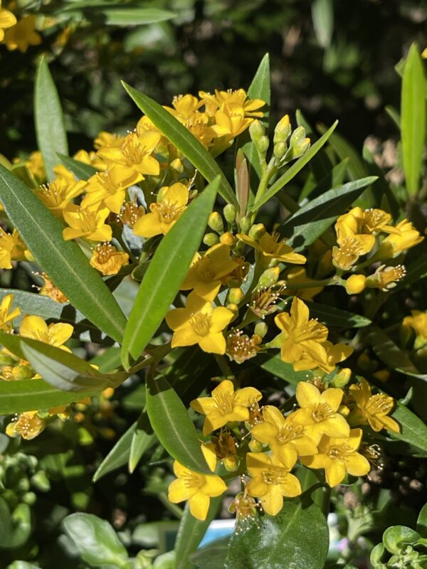 Tristaniopsis neriifolia 'Narrow-leaved Water Gum'