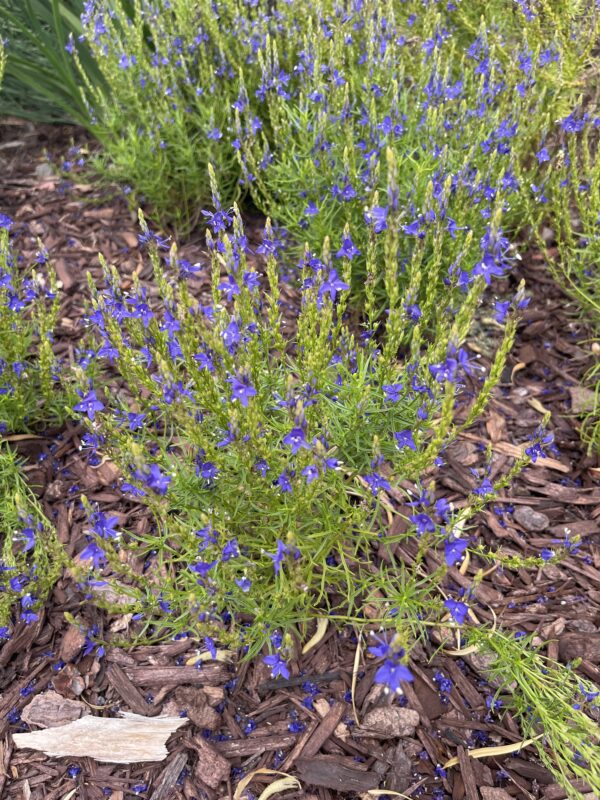 Veronica arenaria 'Sand Speedwell'