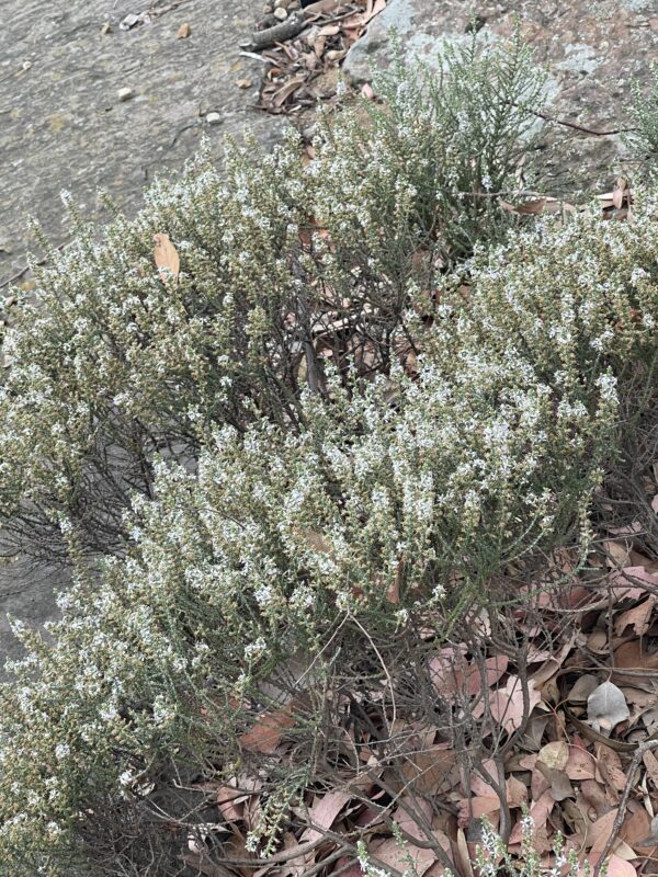 Tetratheca ciliata 'White Pinkberry'