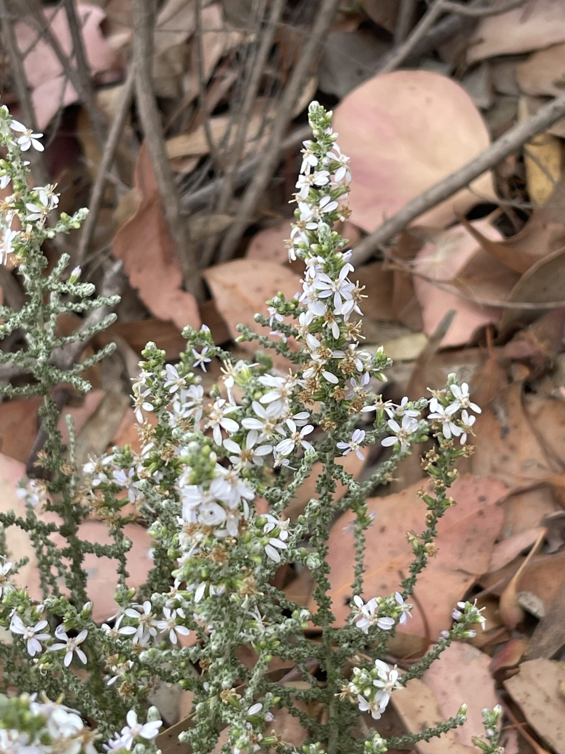 Tetratheca ciliata ‘White Pinkberry’