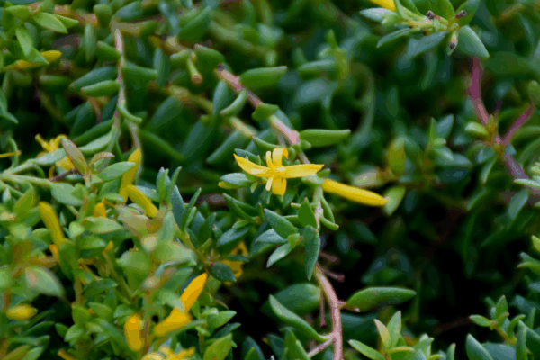 Persoonia oxycoccoides Ground Cover with yellow flowers spreading as native groundcover at Kuranga Native Nursery