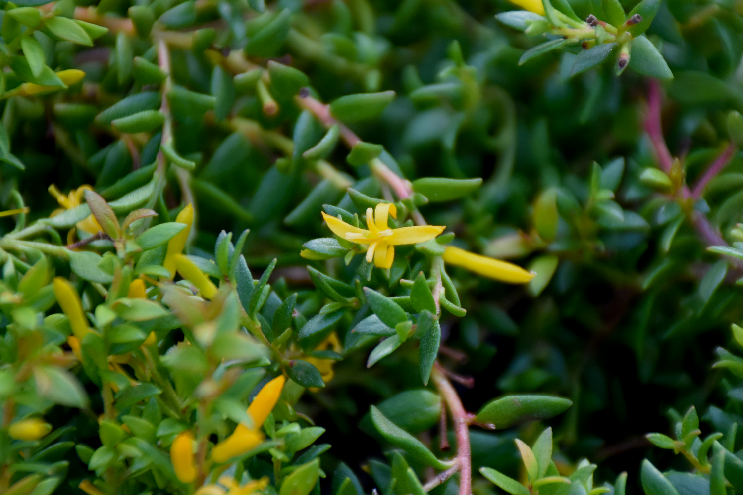Persoonia oxycoccoides Ground Cover with yellow flowers spreading as native groundcover at Kuranga Native Nursery