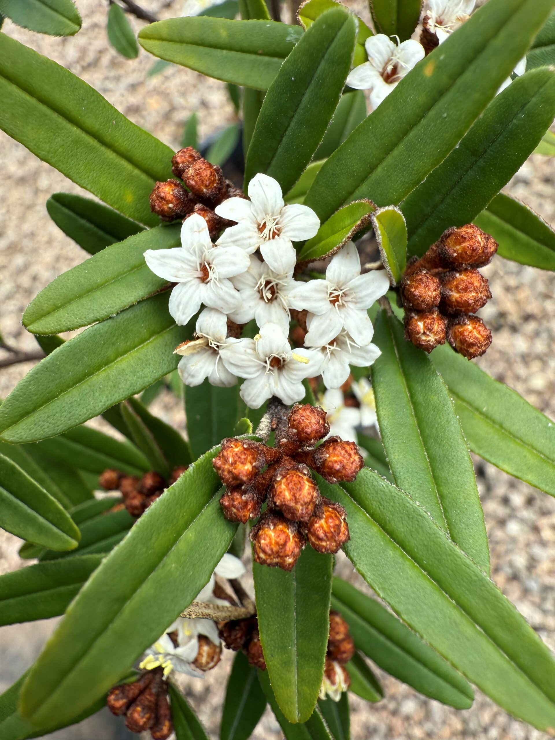 Phebalium woombye (Gibraltar Range Form)