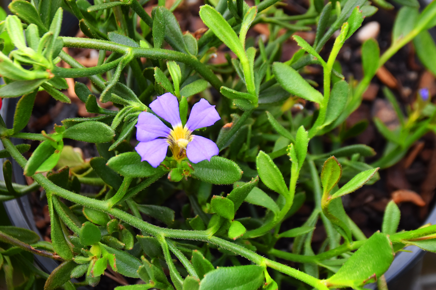 Scaevola striata 'Misty Blue'