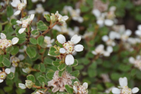 Spyridium coactilifolium Clustered Rice Flower native shrub