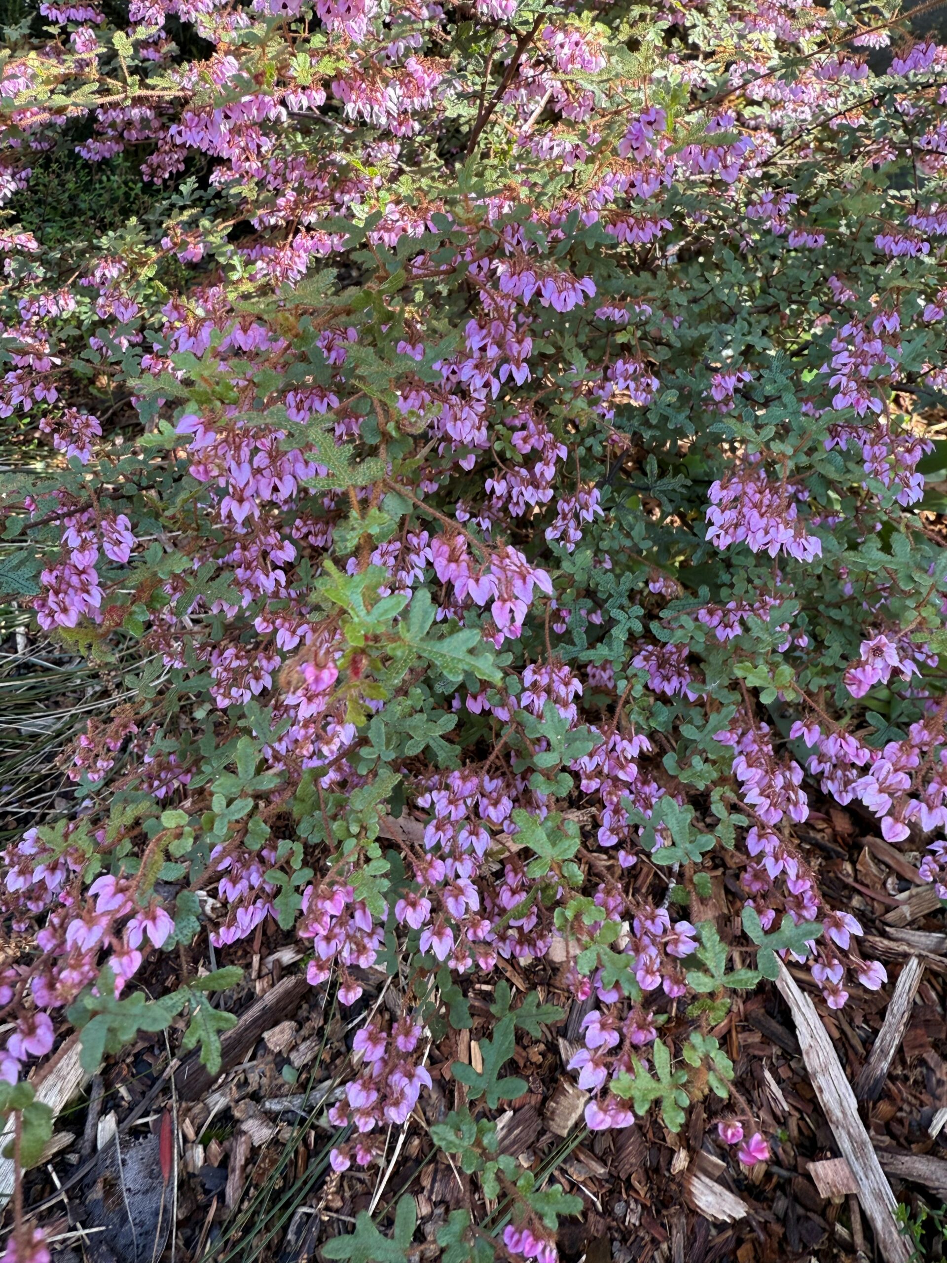 Thomasia quercifolia ‘Oak Leaved Thomasia’
