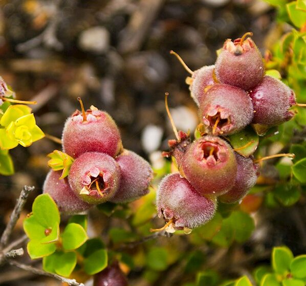 Kunzea pomifera Muntries with sweet edible berries and prostrate groundcover form at Kuranga Native Nursery