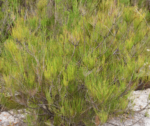 Allocasuarina paludosa Swamp She-oak with needle-like foliage and distinctive cones at Kuranga Native Nursery