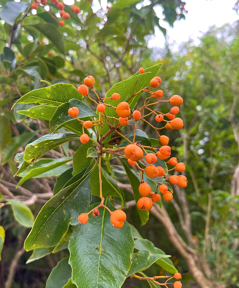 Auranticarpa rhombifolia Diamond Leaf Pittosporum with diamond-shaped leaves at Kuranga Native Nursery