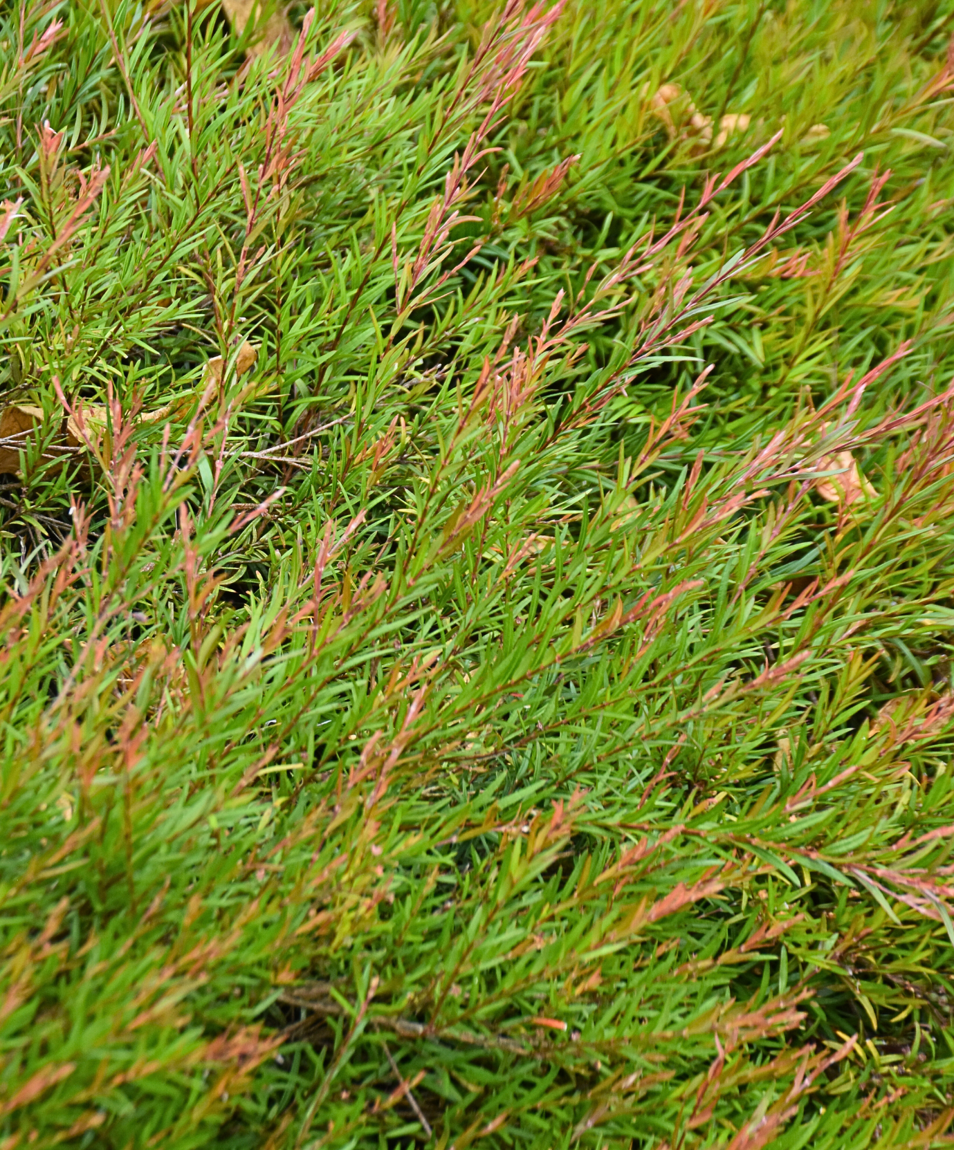 Austromyrtus dulcis ‘Midgen Berry’
