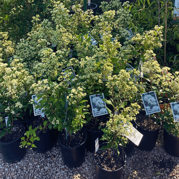 Backhousia myrtifolia Cinnamon Myrtle with aromatic cinnamon-scented leaves at Kuranga Native Nursery