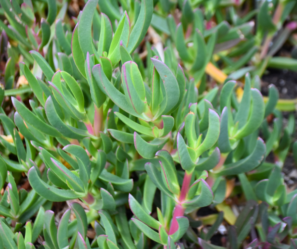 Carpobrotus glaucescens ‘Pigface’