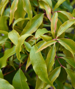 Aniseed Myrtle | Native Bush Tucker Tree | Kuranga