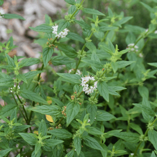 Mentha australis River Mint with aromatic mint leaves for bush tucker uses at Kuranga Native Nursery
