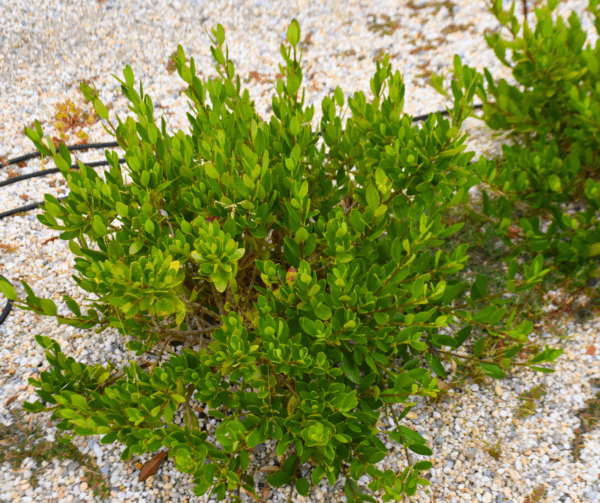 Alyxia buxifolia Sea Box with glossy box-like leaves and fragrant white flowers at Kuranga Native Nursery