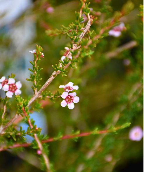Astartea fascicularis ‘Common Astartea’