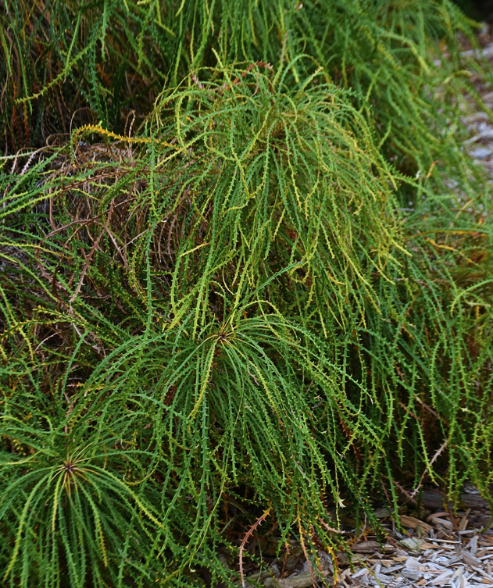 Banksia foliosissima ‘Dense-leaved Banksia’