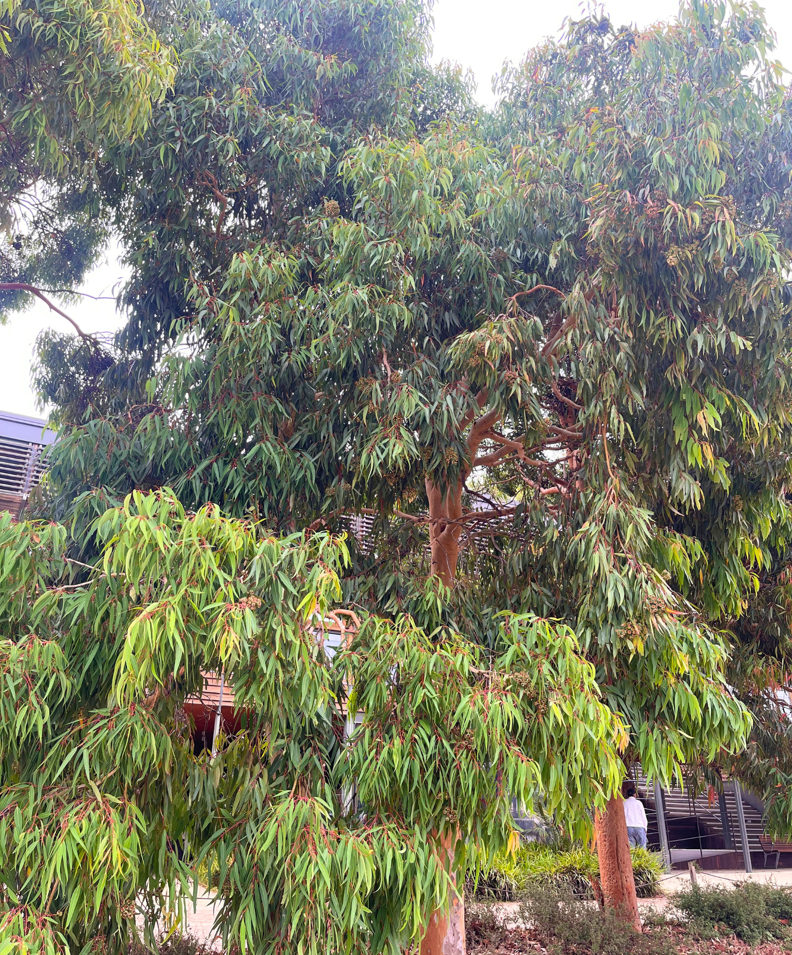 Angophora costata Sydney Red Gum with vibrant red bark and sculptural form at Kuranga Native Nursery